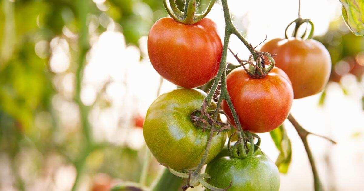 Vegetables That Grow Well In North Texas The Dallas Garden School 