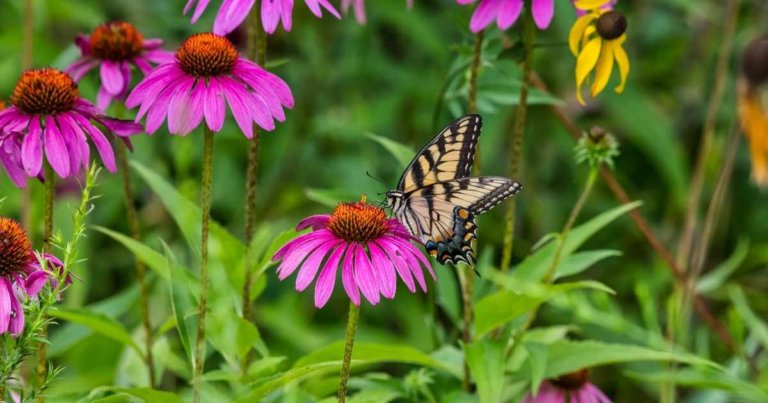 21 Plants For North Texas That Butterflies Love – The Dallas Garden School