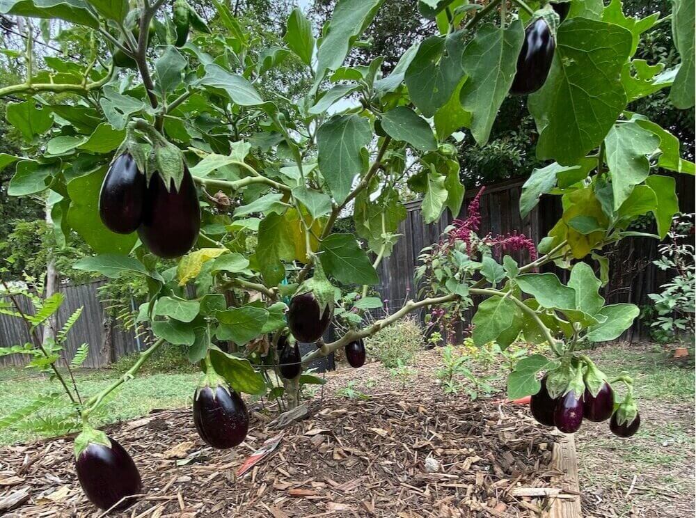 Eggplant growing in a raised bed