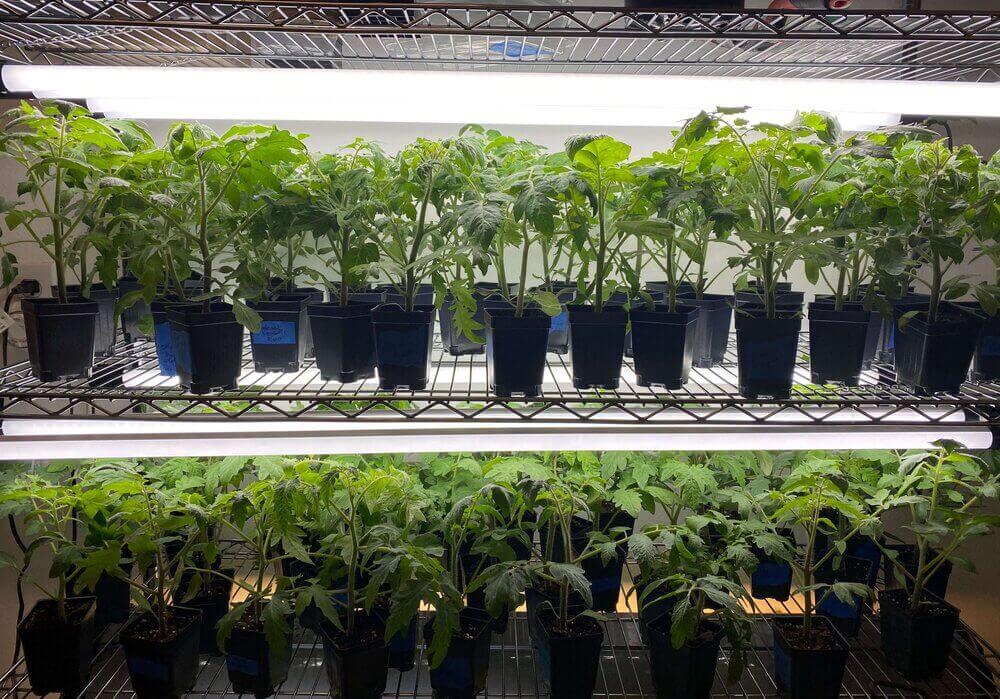 fall tomato seedlings