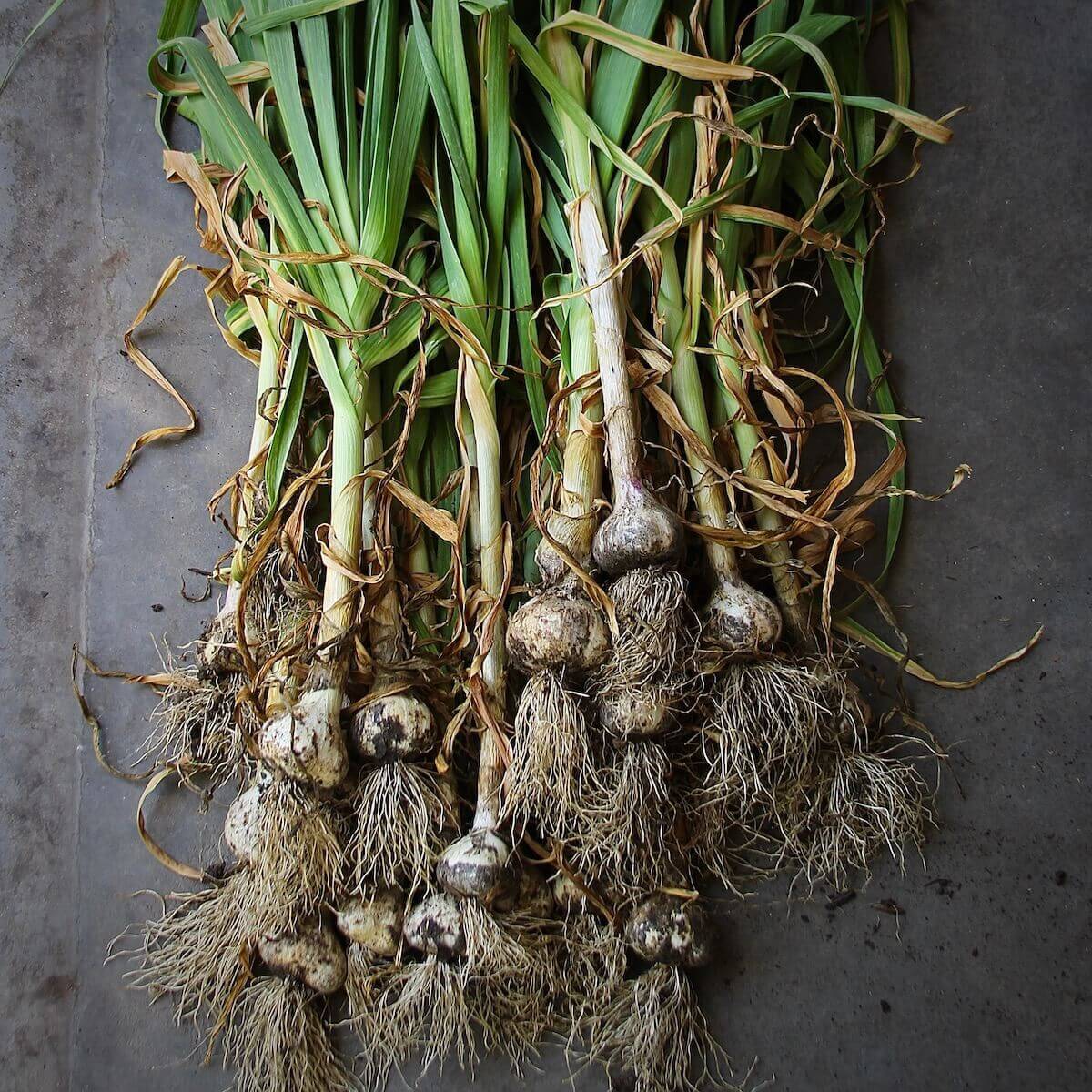 growing garlic in north texas