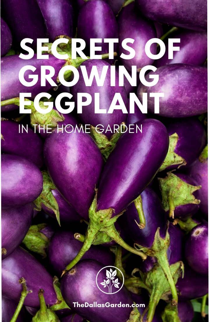 Growing Eggplant in North Texas, The Secrets The Dallas Garden