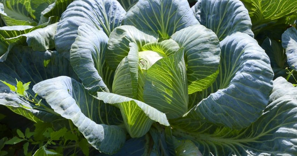 Cabbage Growing in North Texas