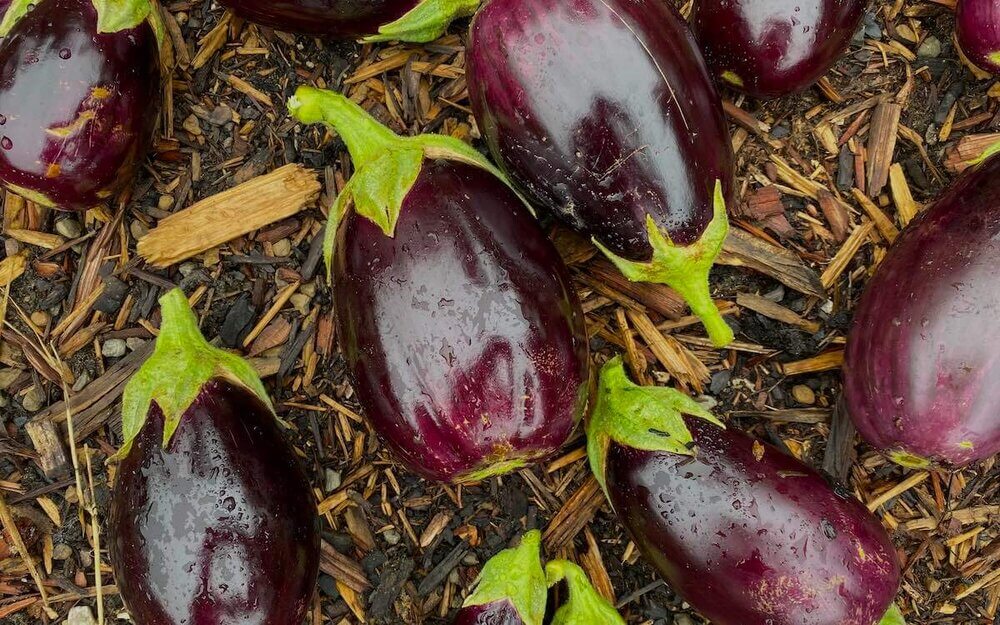 Homegrown eggplant