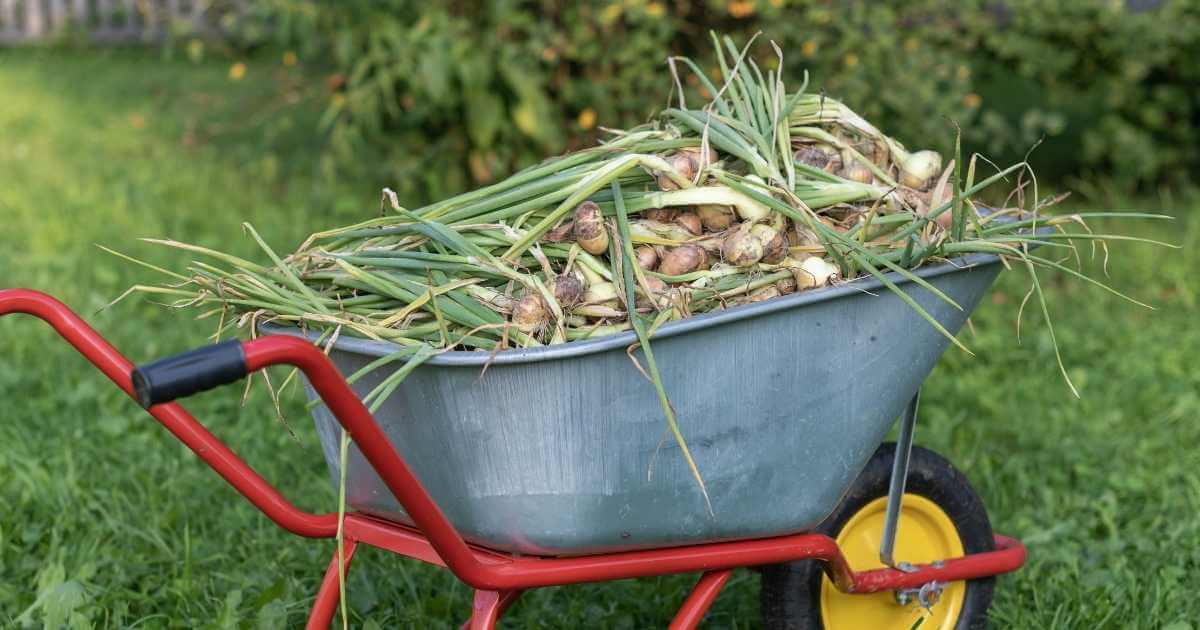 onions harvested from north texas garden
