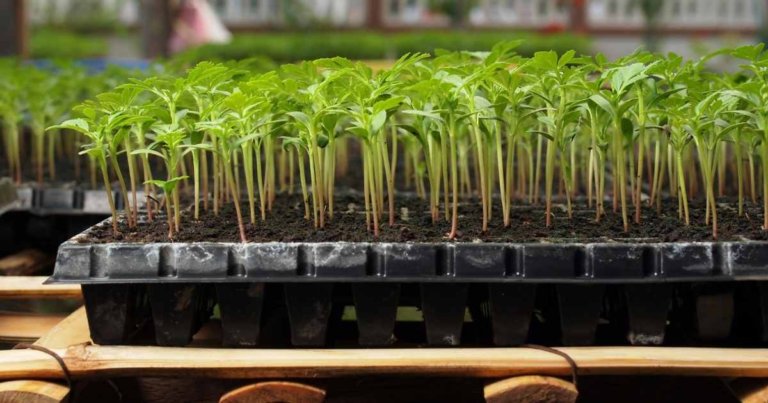 Start Seeds Indoors Like A Pro: 6 Proven Supplies – The Dallas Garden ...