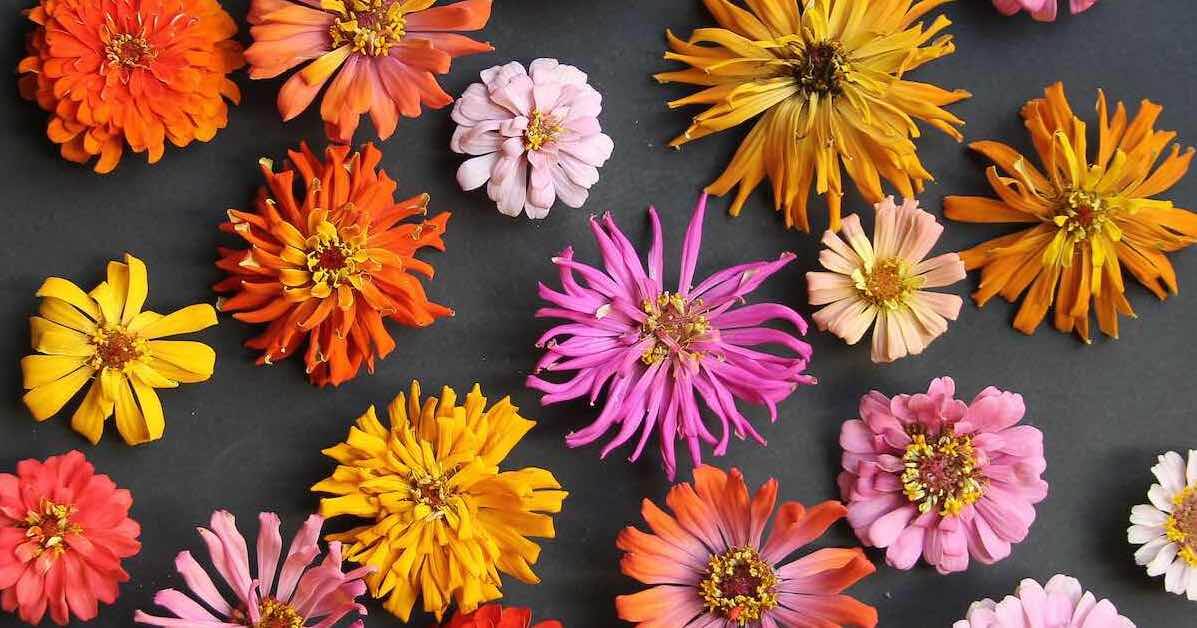 Growing Zinnias in North Texas, Dallas, and Fort Worth