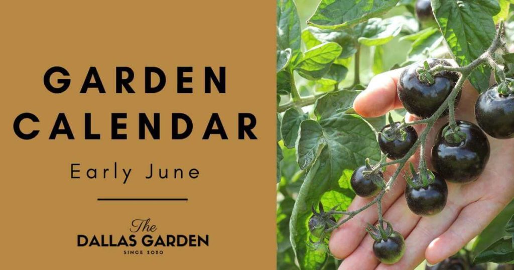 north texas garden calendar 