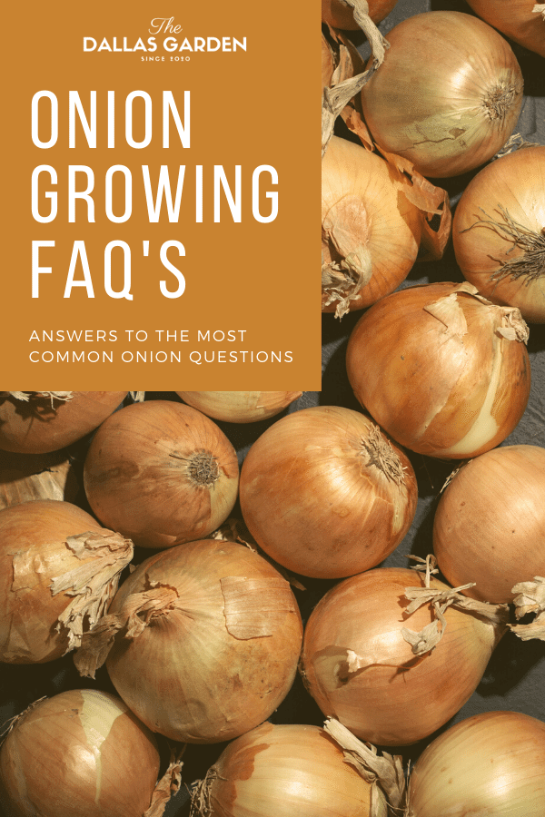 Onions growing FAQs for growing onions in Dallas