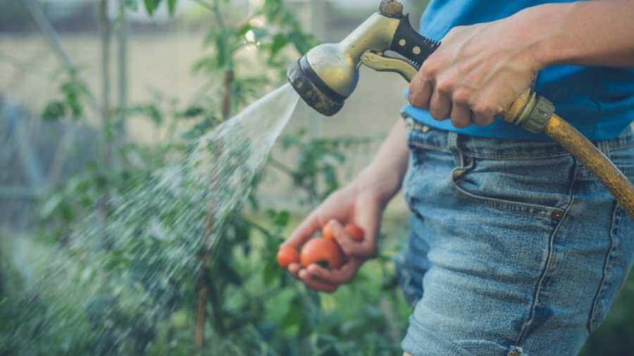 watering fall tomatoes by hand 