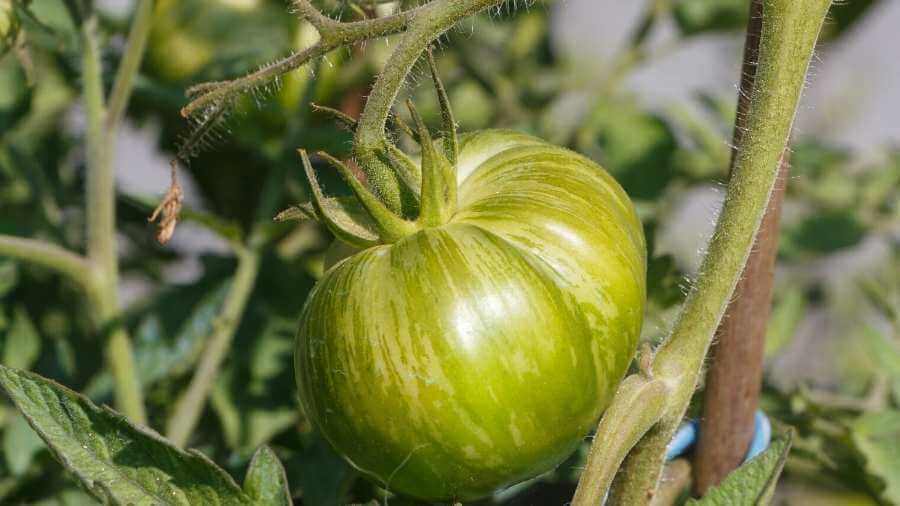 ripening tomato
