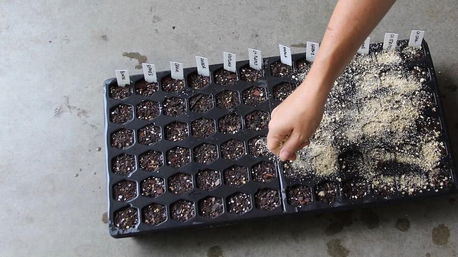 layer of vermiculite over the seeds for fall tomatoes