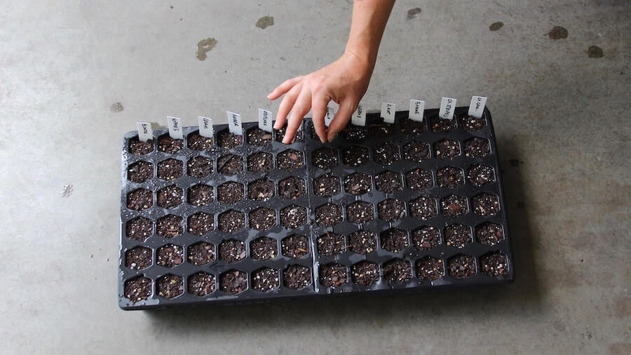 planting tomato seeds in cell tray