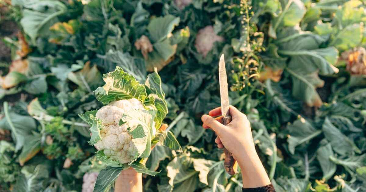 North Texas Fall Vegetable Planting Schedule
