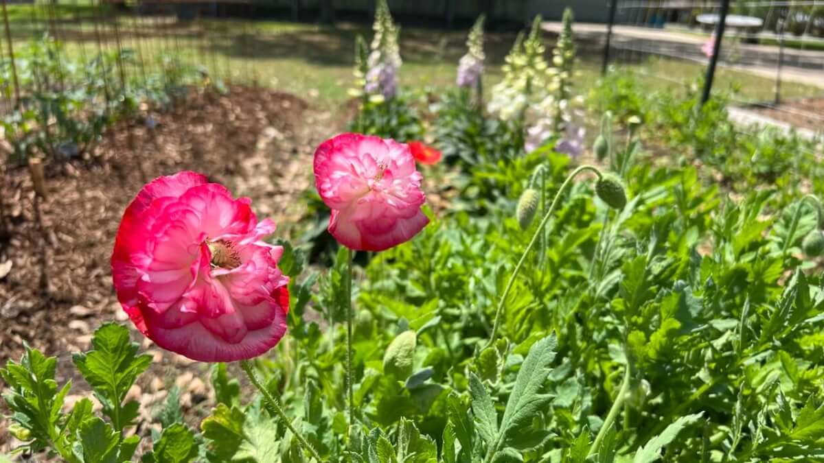 double shirley poppies growing in north texas