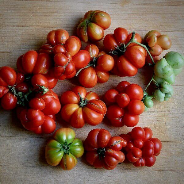 reisetomate tomato