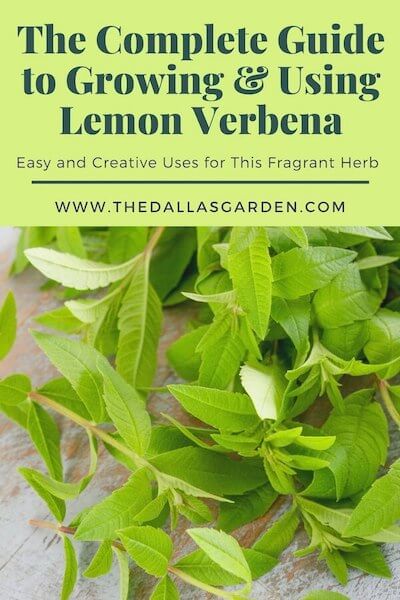 How to Plant, Grow, and Harvest Lemon Verbena - Harvest to Table