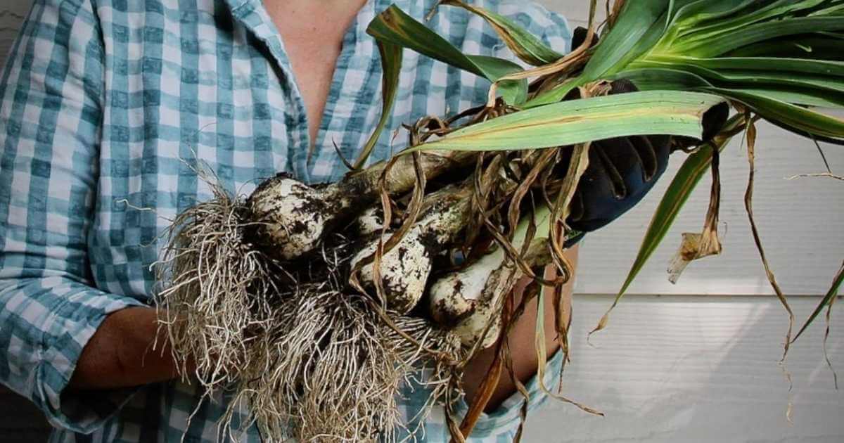 grow garlic in north texas