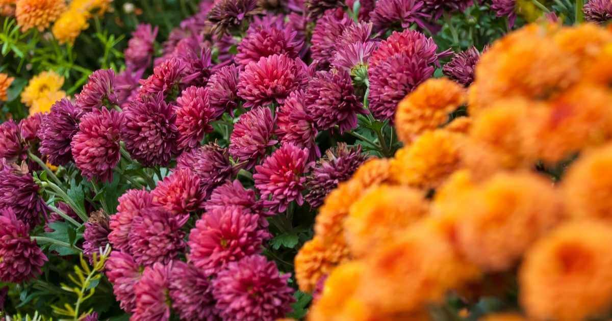 Colorful Mums in a North Texas Garden in September