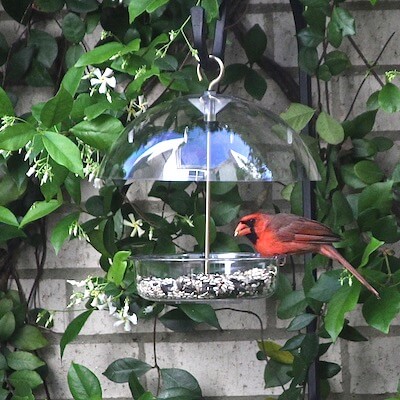Bird feed for cardinals in North Texas, Dallas