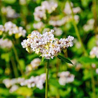 buckwheat cover crop