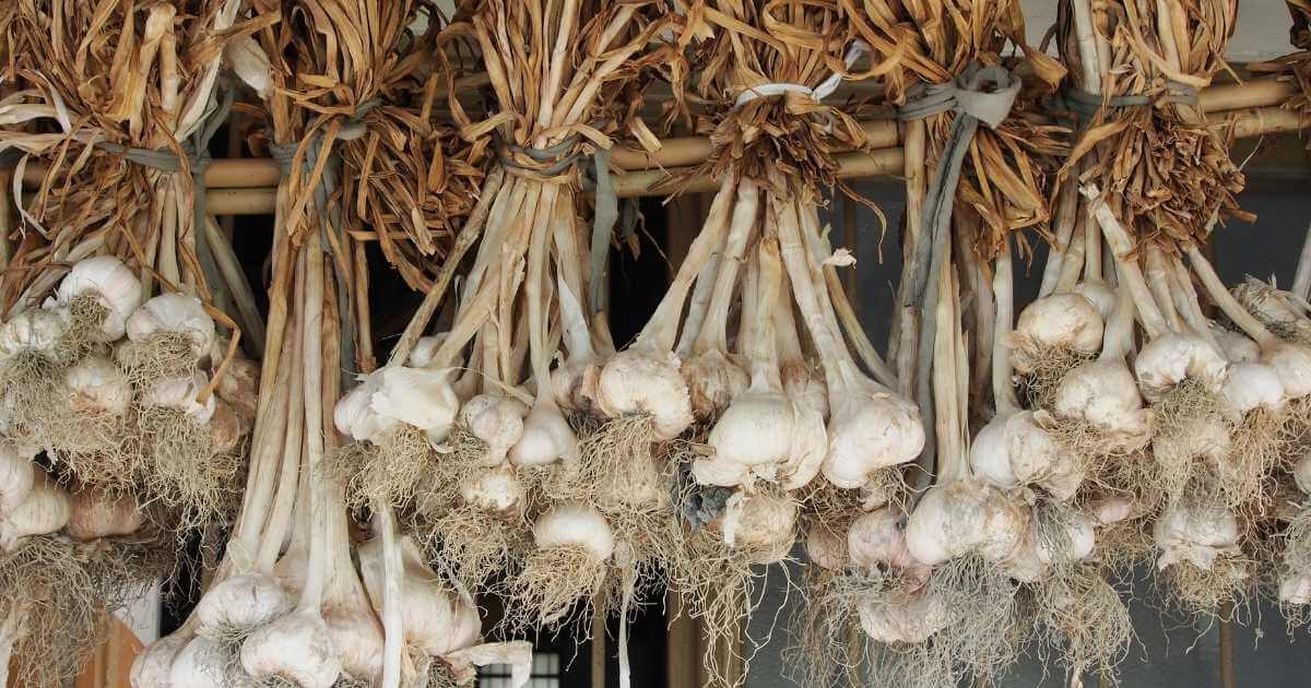 dallas garlic workshop