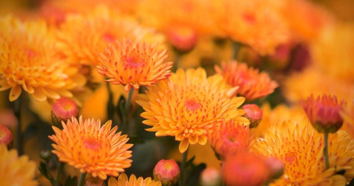 mums for fall planting in north texas