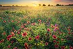 wildflowers in north texas