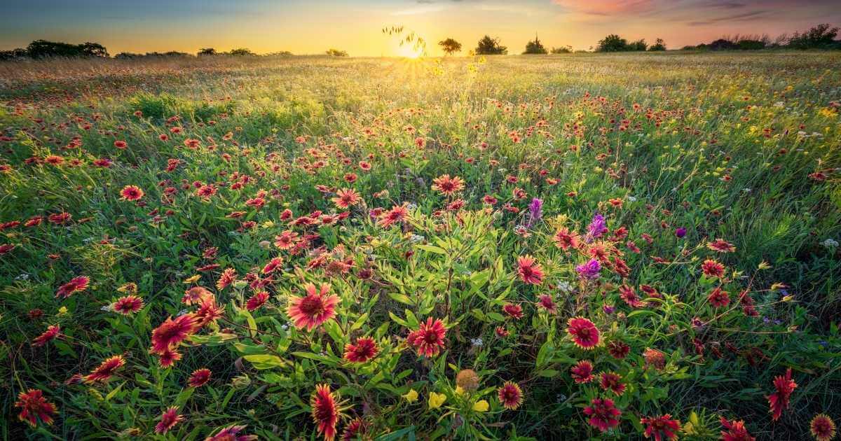 wildflowers in north texas