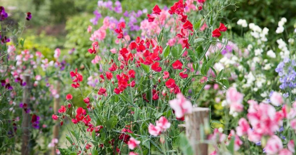 Plant These Flowers By Seed This Fall For Showy Spring Blooms – The 