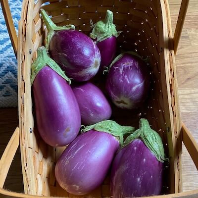 rosita eggplant