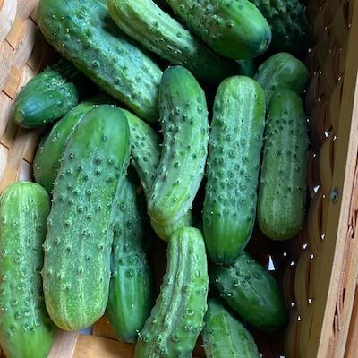 homemade pickles cucumbers