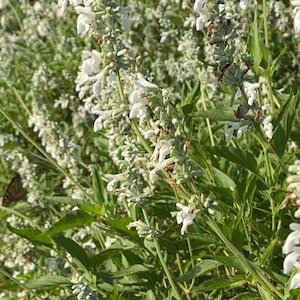 white mealy cup sage