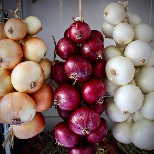 red white and yellow onions grown in north texas