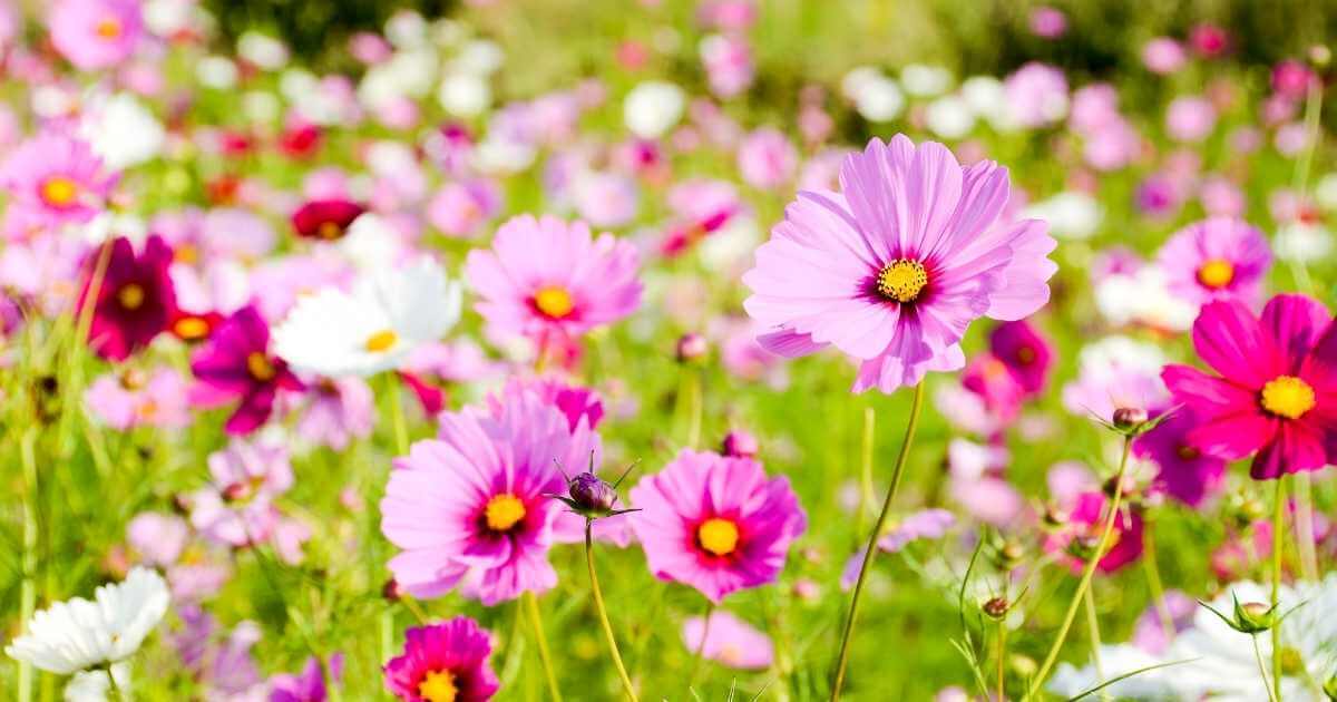 Growing Cut Flowers: 9 of The Best for North Texas