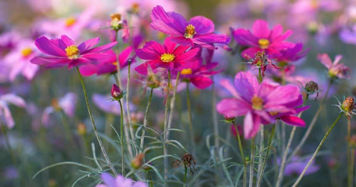 Growing Cut Flowers: 9 of The Best for North Texas