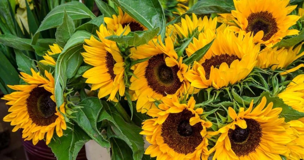 sunflowers north texas