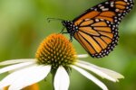 north texas butterflies