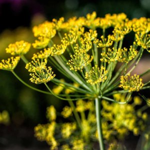 Flowering dill plant