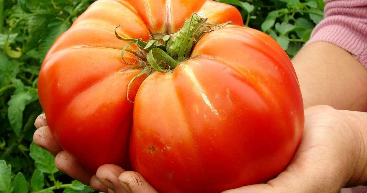 grow big tomatoes fertilizer
