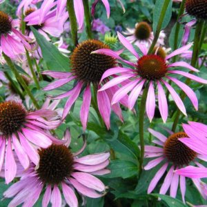 purple coneflower plant in north texas for butterflies