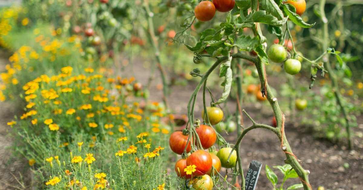 Image of Marigolds intercrop with tomatoes