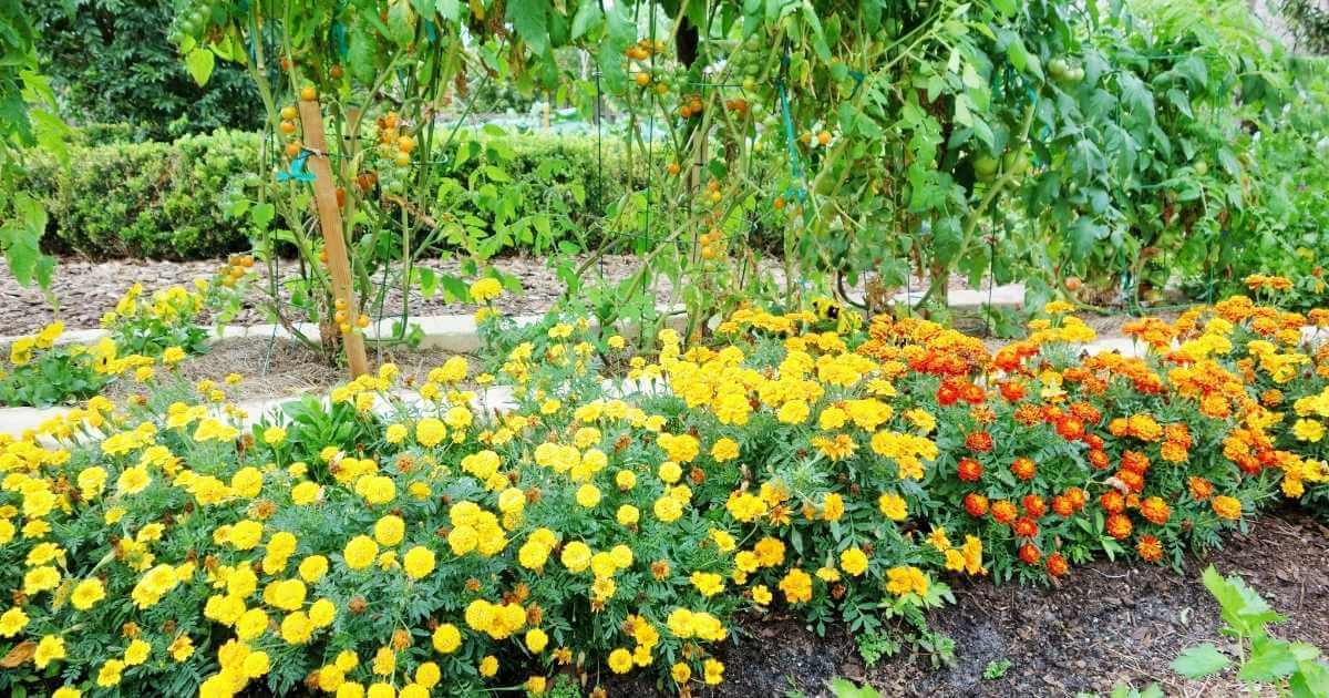 The Scientific Evidence That Marigolds Repel Tomato Pests – The Dallas ...