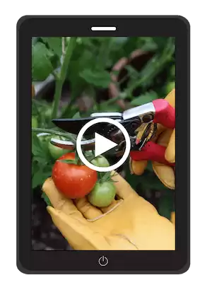 Ready to grow your own heirloom tomatoes like a pro?