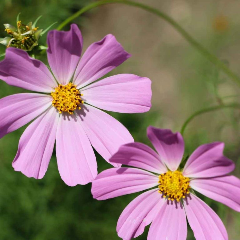 How To Grow Cosmos in North Texas – The Dallas Garden School