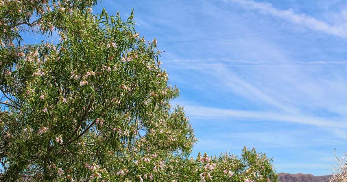 the best native trees for north texas