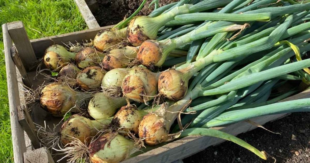 Onions harvested from garden in North Texas.