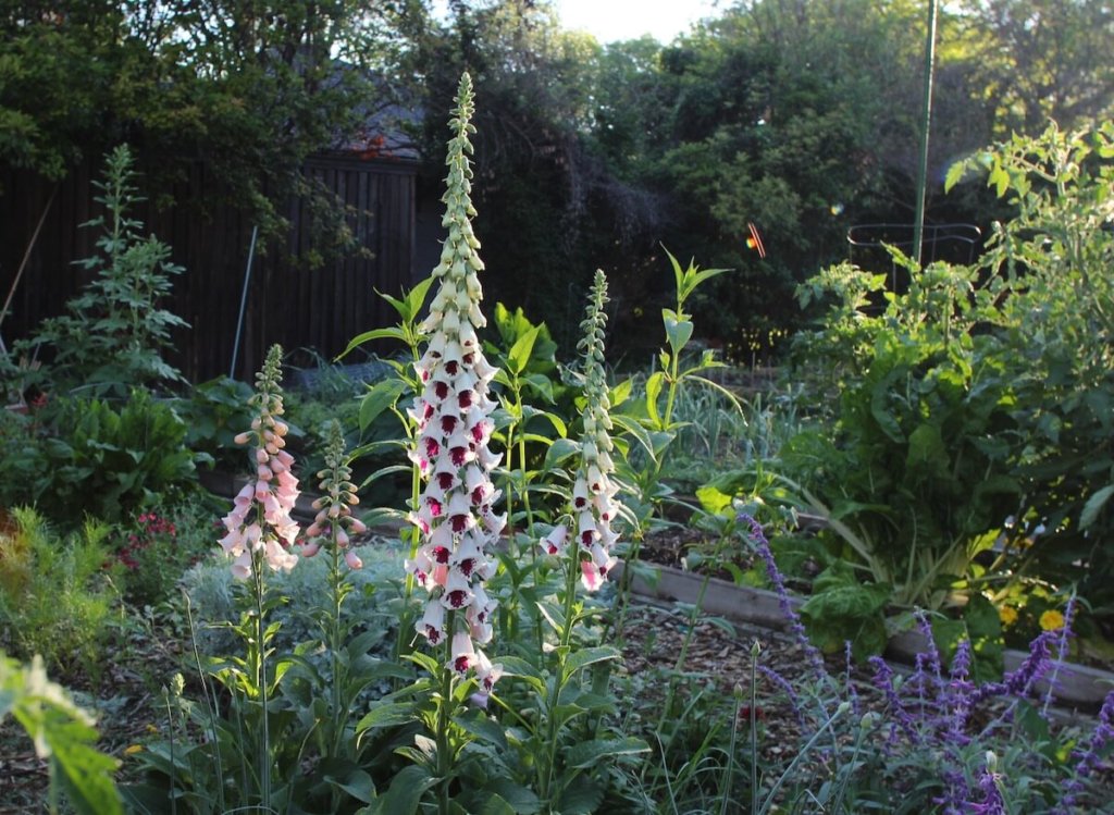Pam's Choice foxglove growing in the author's North Texas garden.