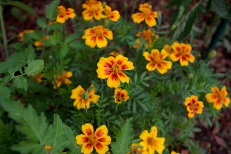 favourite blend marigolds growing in north texas