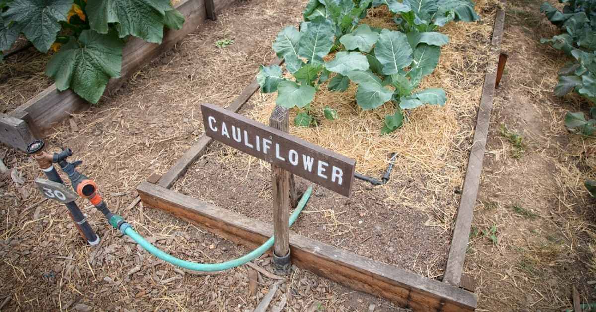 cauliflower north texas what to plant in september